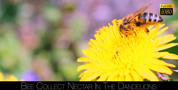 Bee Collects Nectar In The Dandelions 5 alt