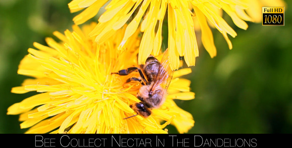 Bee Collects Nectar In The Dandelions 9 alt