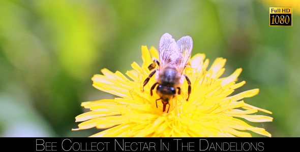 Bee Collects Nectar In The Dandelions 16 alt
