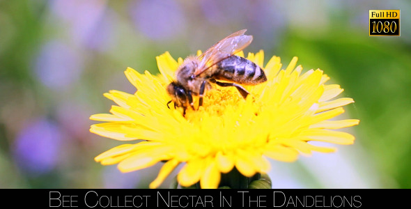 Bee Collects Nectar In The Dandelions 17 alt