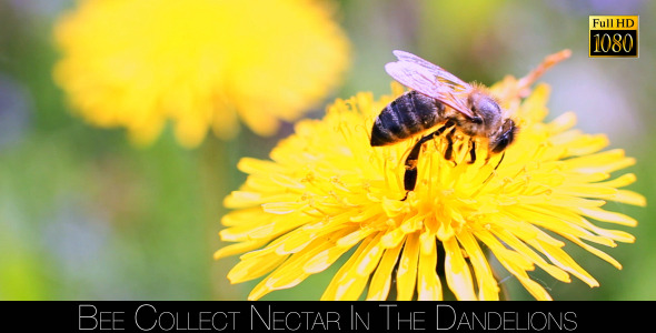 Bee Collects Nectar In The Dandelions 21 alt