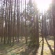 Pine Forest - VideoHive Item for Sale