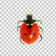 Ladybug - VideoHive Item for Sale