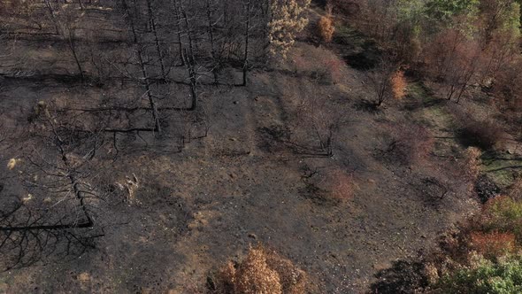 Flying over burned ground and forest 4K aerial video