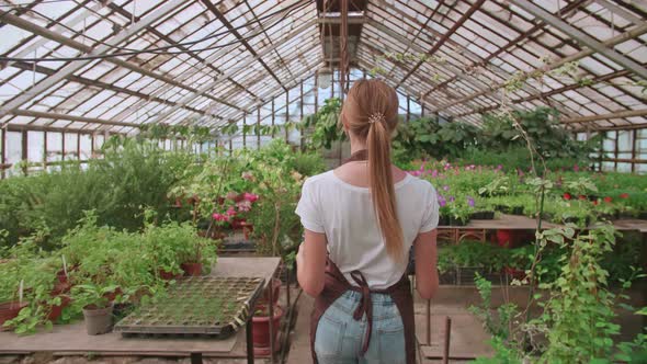 Female Farmer Walking with Seedling Box in Glass Modern Greenhouse Medium Shot Low Angle