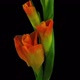Time-lapse of opening orange gladiolus flower - VideoHive Item for Sale