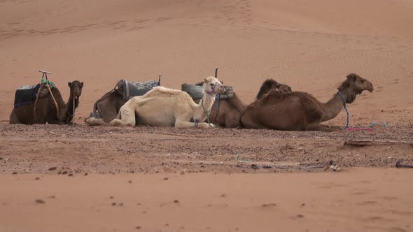 Group of Camels Resting in Sahara Desert alt