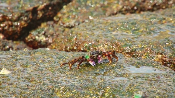Crab