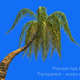 Palm Tree - VideoHive Item for Sale