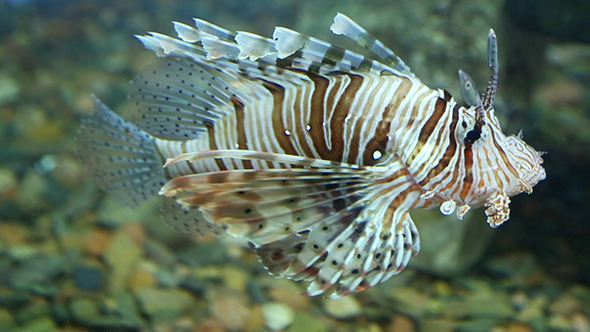 Lionfish Zebrafish Underwater alt