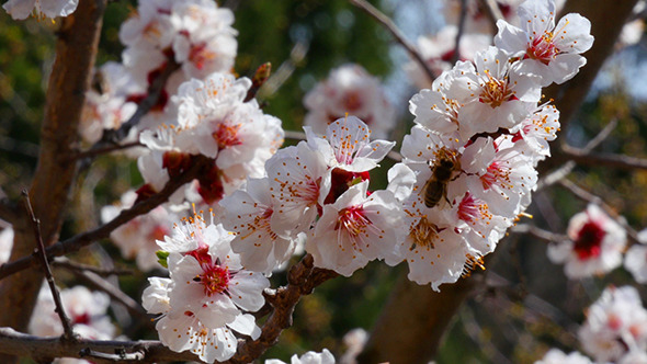 Honey Bee On White Flower alt