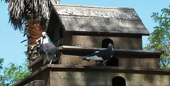 Pigeon House 2