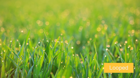 Background with Dew on the Grass at Dawn alt