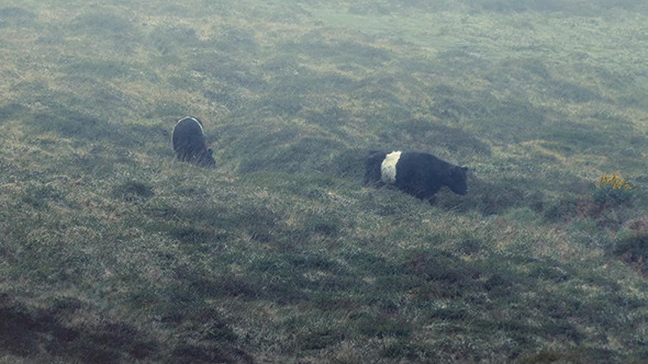 Group Of Cows In Rain Storm alt