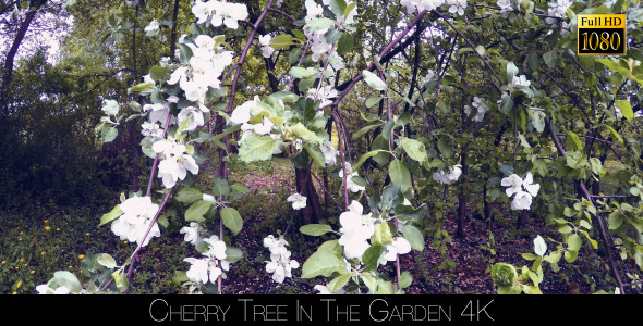 Cherry Tree In The Garden alt