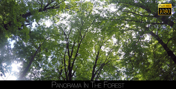Panorama In The Forest alt