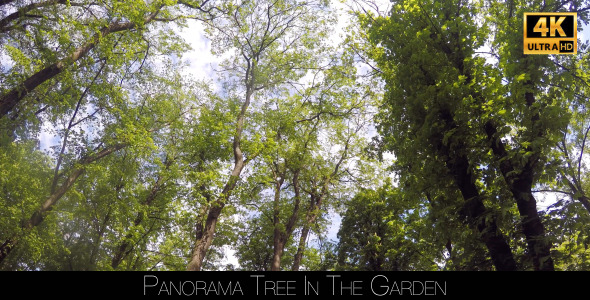 Panorama In The Forest 2 alt