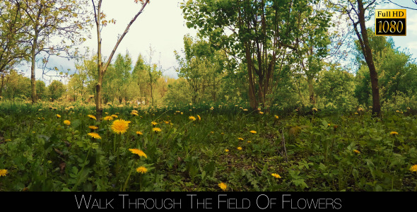 Walk Through The Field Of Flowers  alt