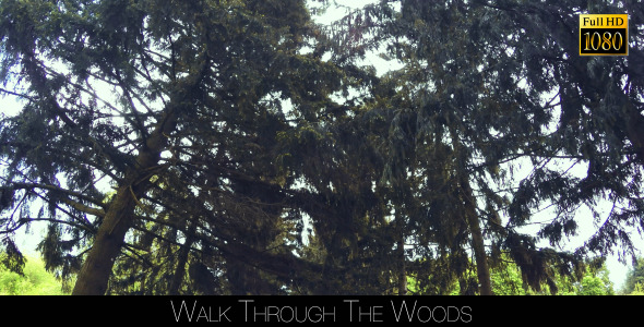 Walk Through The Woods 5 alt