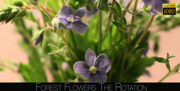 Forest Flowers The Rotation 5 alt