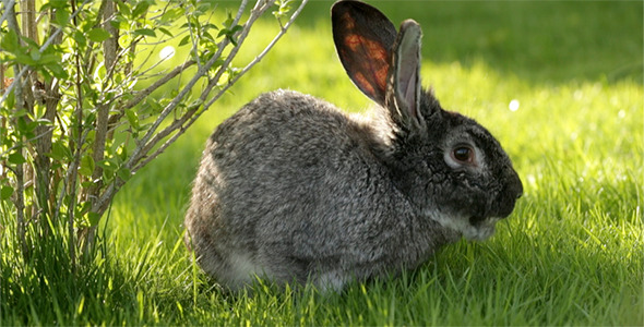 Gray Rabbit on the Grass