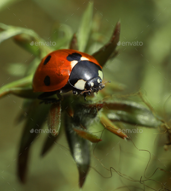 Ladybug on twig - Stock Photo - Images