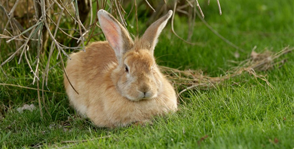 Rabbit on the Grass
