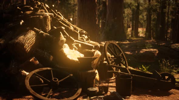 Preparation of Firewood for the Winter in Forest at Sunset alt