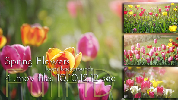 Blossoming Tulips Flowers in Spring Garden alt