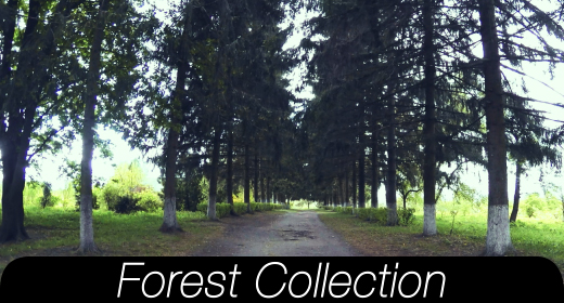 Forest Collections
