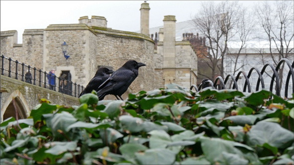 Two Raven on the Park of the Tower