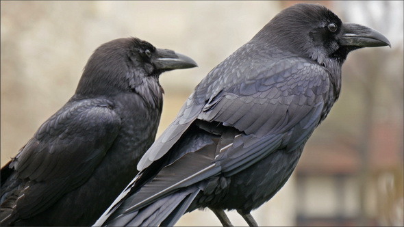Look of the Black Raven