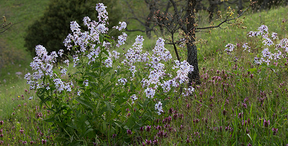 Mountain Wildflowers in Spring time