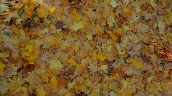 Multi Colored Leaves On The Ground In Forest.