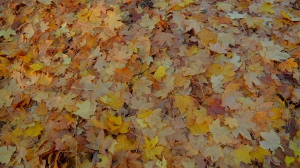 Yellow Leaves On The Ground In Forest.