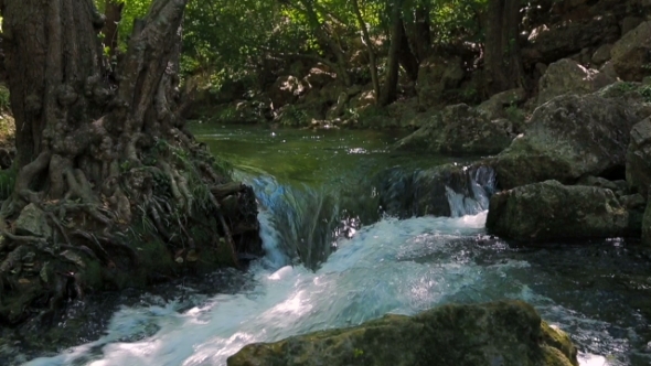 River Stream In Green Forest