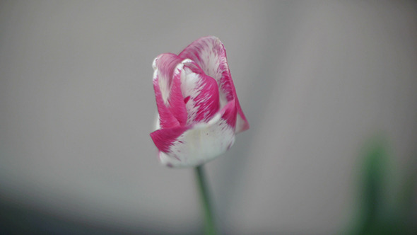 Wind Shakes Tulip 2