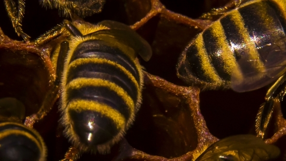 Honeycomb: Bees Eating Honey 