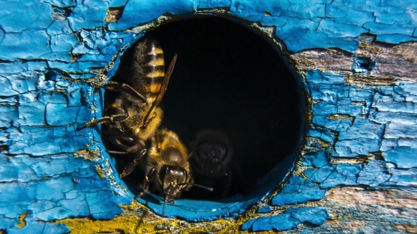Honey Bees Guarding Hive 
