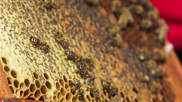 Honeycomb: Bees Eating Honey.