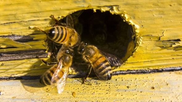 Bees Extrude Alien Out Of Hive