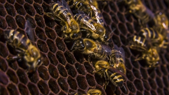 Honeycomb: Bees Eating Honey.