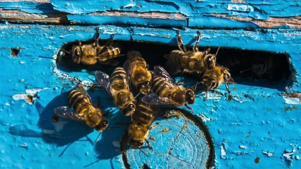 Group Of Bees At The Entrance To Hive