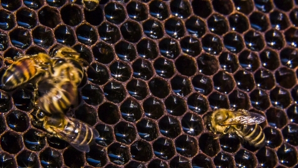Honeycomb Bees Eating Honey