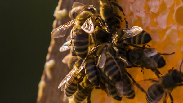 Bees Eating Honey