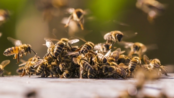 Honey Bees Fighting With Aliens