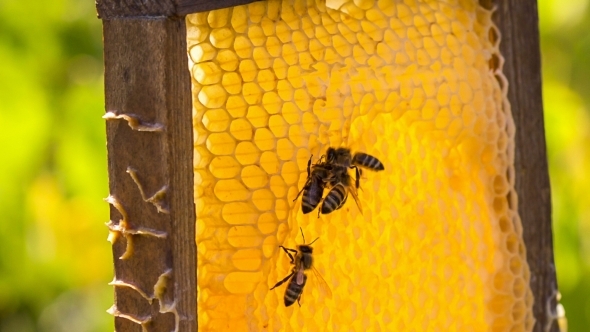 Group Of Bees Eating Honey