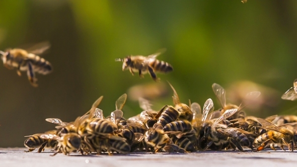 Swarm Of Bees Fighting With Aliens