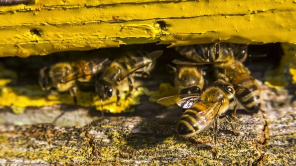 Guard Bees Meeting Working Bee