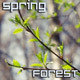 Growing Leaves in Spring Forest - VideoHive Item for Sale
